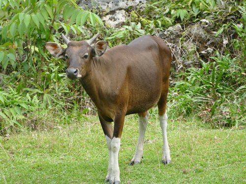 Bos javanicus