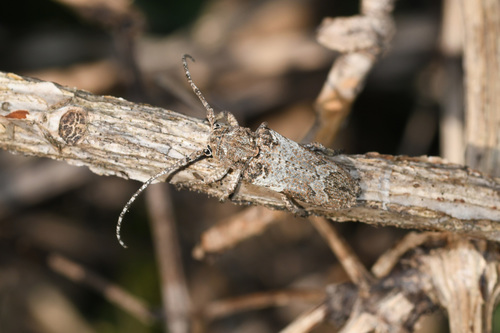 Niphona picticornis