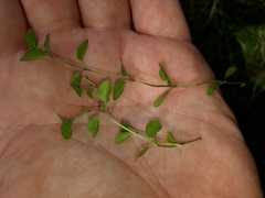 Leptostigma setulosum