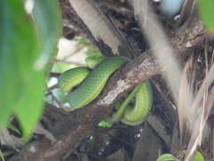 Trimeresurus vogeli