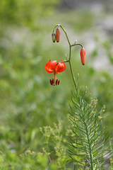 Lilium pumilum