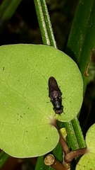 Dysbiota parvula