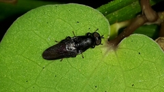 Dysbiota parvula