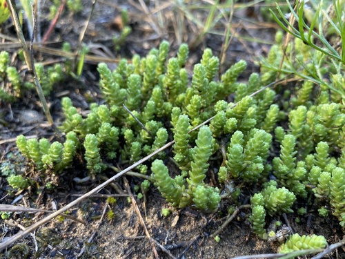 Sedum acre