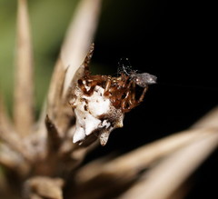 Phoroncidia sextuberculata