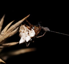 Phoroncidia sextuberculata