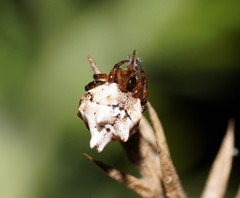 Phoroncidia sextuberculata