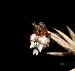 Phoroncidia sextuberculata