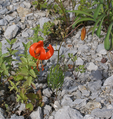 Lilium pumilum