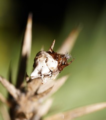 Phoroncidia sextuberculata