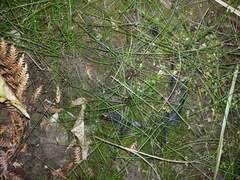 Isolepis reticularis