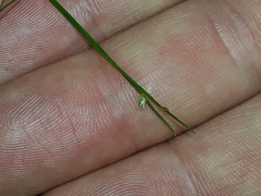Isolepis reticularis