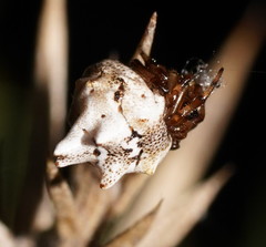 Phoroncidia sextuberculata