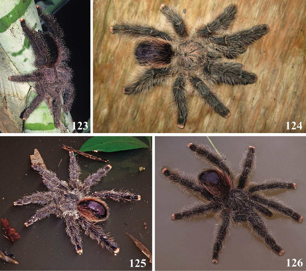 Mygale arboricole du Jurua (Avicularia juruensis)