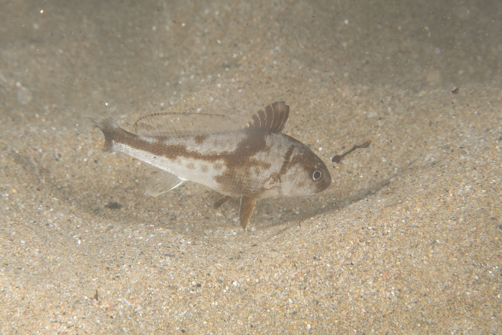 Minekop (Umbrina cirrosa)