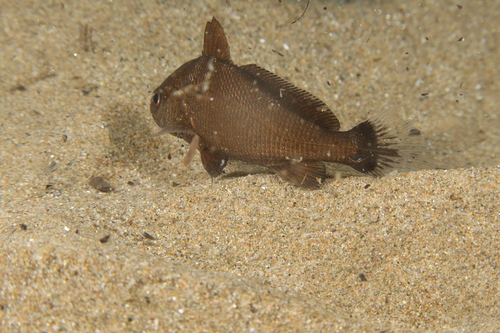 Canary drum (Umbrina canariensis) — Sciaenidae