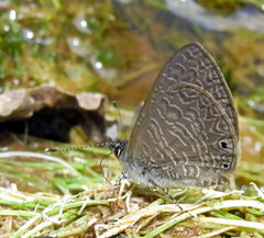 Pseudonacaduba sichela sichela