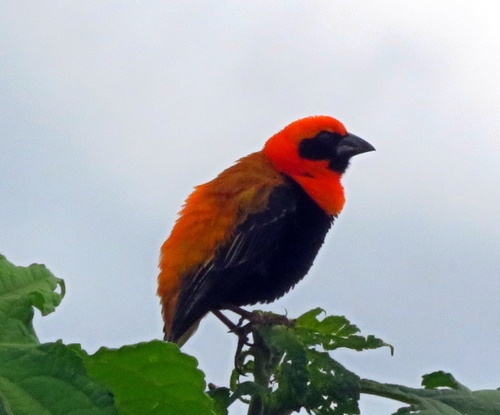 Black-winged Bishop