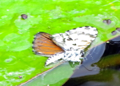 Uranothauma vansomereni