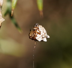 Phoroncidia sextuberculata