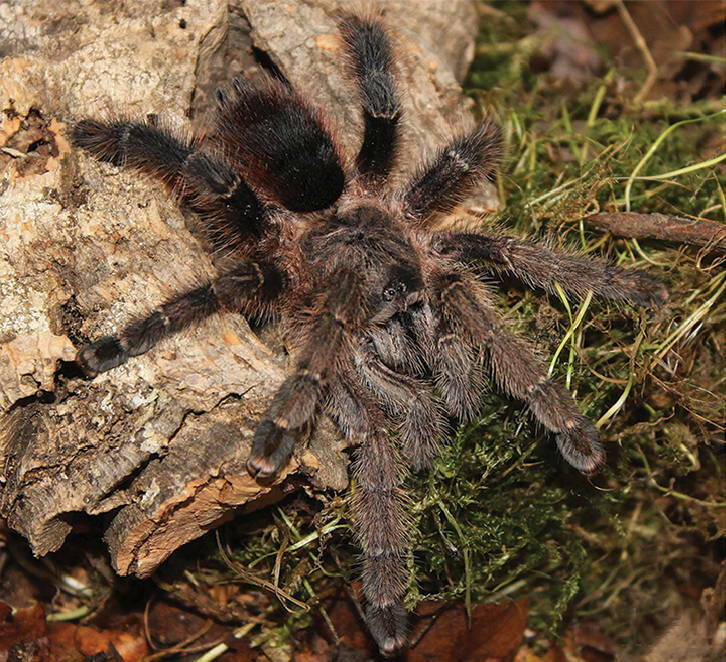 Avicularia merianae