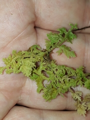 Trichocolea mollissima