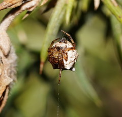 Phoroncidia sextuberculata