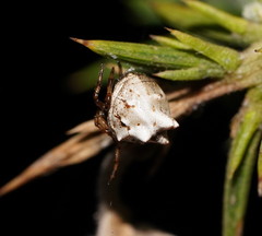 Phoroncidia sextuberculata