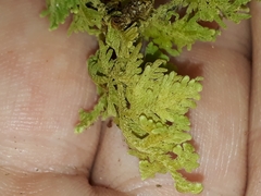 Trichocolea mollissima