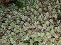 Leucobryum javense