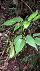 Pseudocarum laxiflorum