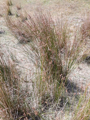 Juncus edgariae (Juncus edgariae)
