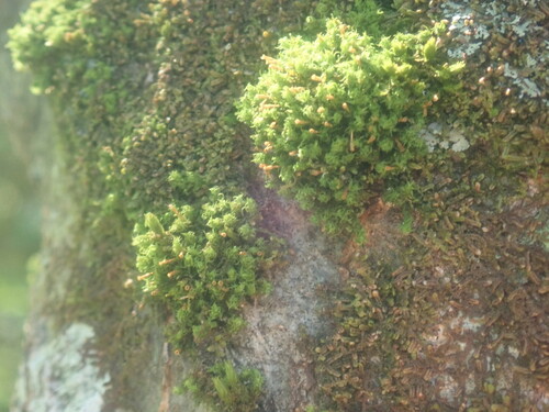 Image of Ulota crispa by no rights reserved