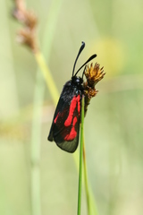 Zygaena minos