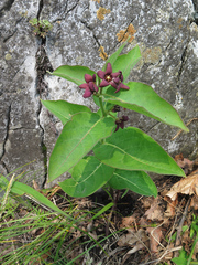 Vincetoxicum atratum