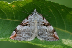 Aplocera praeformata