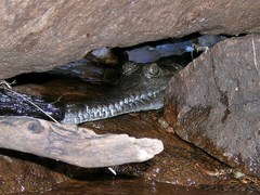 Crocodylus johnstoni