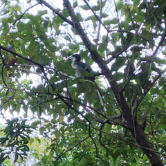 Ocyceros gingalensis