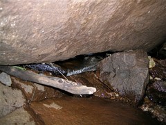 Crocodylus johnstoni