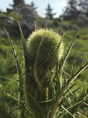 Echinops adenocaulos