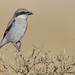 Canary Islands Grey Shrike - Photo (c) Paul Cools, some rights reserved (CC BY-NC), uploaded by Paul Cools