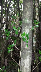 Coffea buxifolia