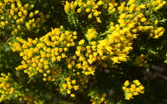 Pteronia uncinata