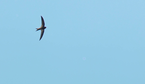 Plain Swift