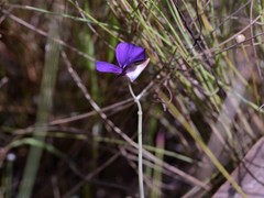 Utricularia singeriana