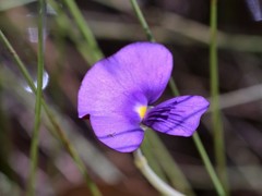 Utricularia singeriana