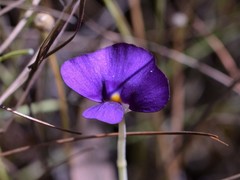 Utricularia singeriana