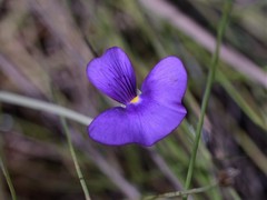 Utricularia singeriana