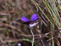 Utricularia singeriana