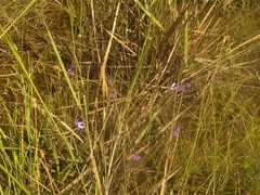 Utricularia singeriana